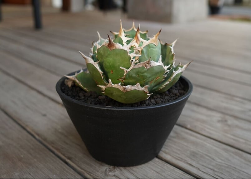 アガベ チタノタ FO-76 Agave titanota ”FO-76