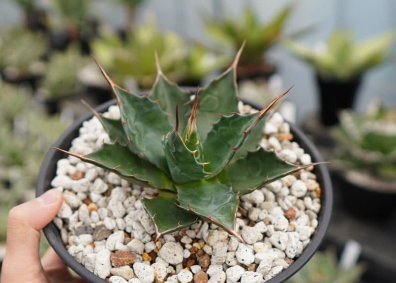 アガベ モンタナ | mana's farm:塊根植物・アガベ・ドライガーデン植物