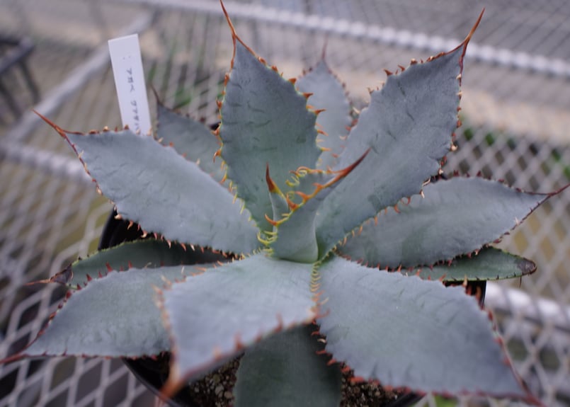 アガベ グアダラハラナ | mana's farm:塊根植物・アガベ・ドライ