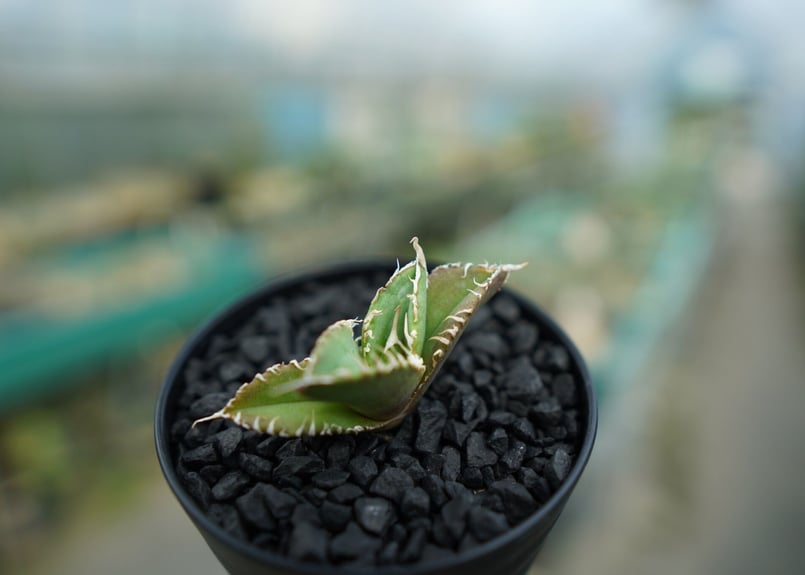 アガベ チタノタ 追星 agave titanota cok | mana's farm:塊根