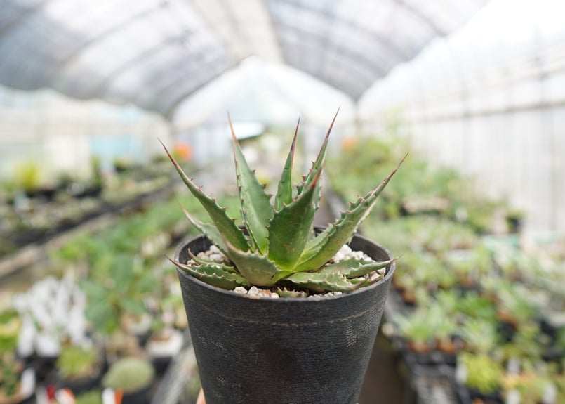 アガベ モンタナ | mana's farm:塊根植物・アガベ・ドライガーデン植物