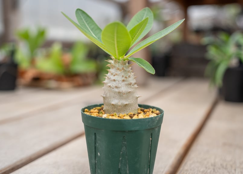 パキポディウム ホロンベンセ | mana's farm:塊根植物・アガベ・ドライ