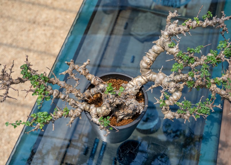 コミフォラ エイル 特選株 | mana's farm:塊根植物・アガベ・ドライ