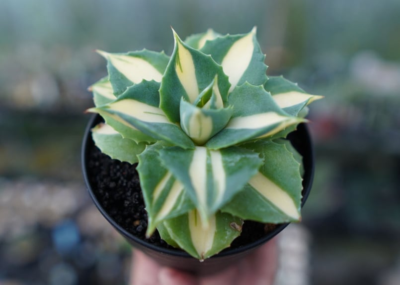 アガベ 王妃雷神錦 黄中斑 Agave “Ohi Raijin Nishiki Kinakah