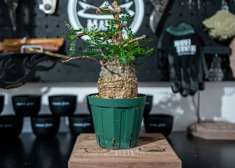 オペルクリカリア パキプス Operculicarya pachypus No.1 | man