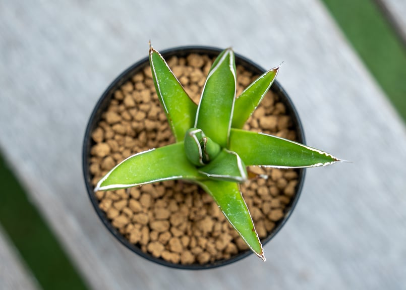 アガベ 雪嶺 | mana's farm:塊根植物・アガベ・ドライガーデン植物販売