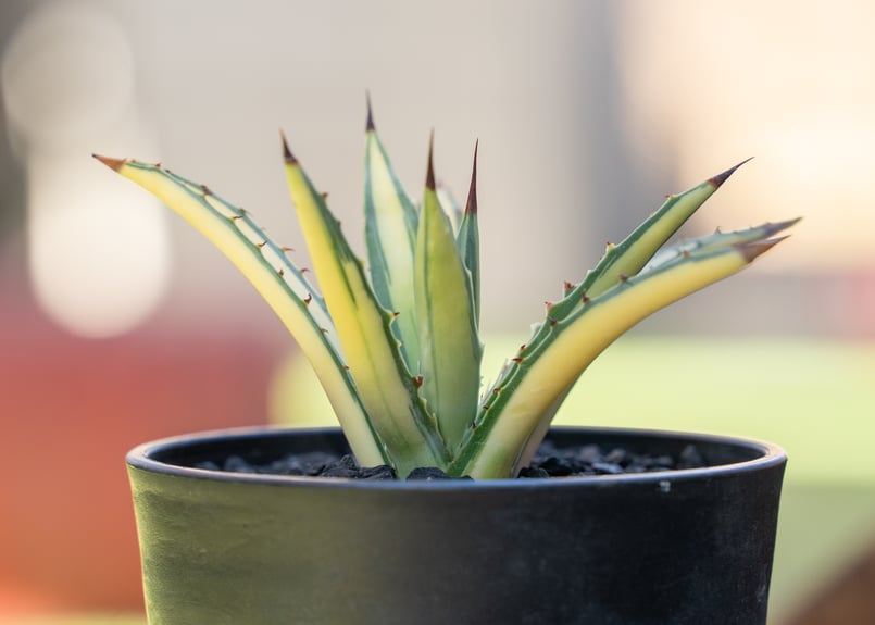 アガベ マクロアカンサ 中斑 | mana's farm:塊根植物・アガベ・ドライ