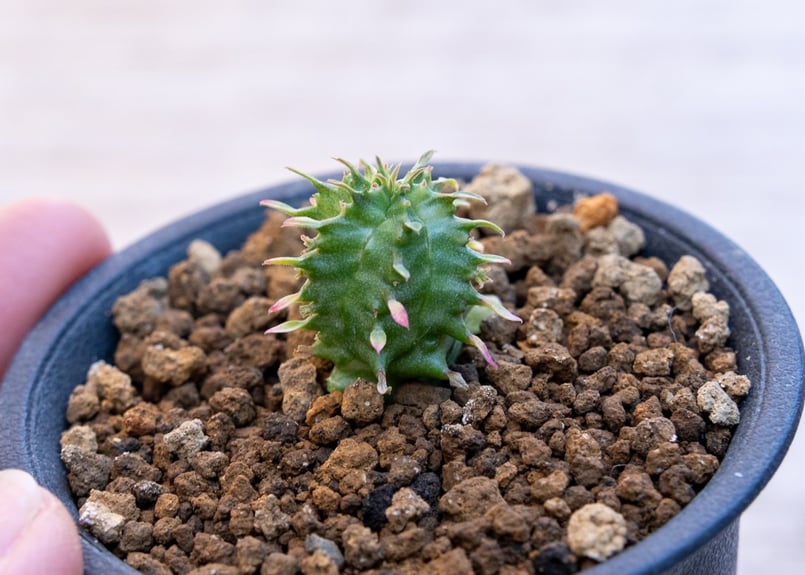 ユーフォルビア ホリダ錦 | mana's farm:塊根植物・アガベ・ドライ