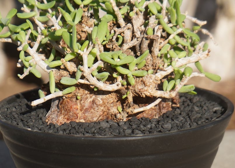 ケラリア ピグマエア | mana's farm:塊根植物・アガベ・ドライガーデン