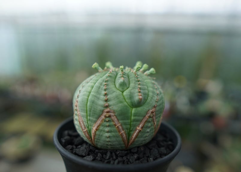 ユーフォルビア オベサ Euphorbia obesa | mana's farm:塊根植物・