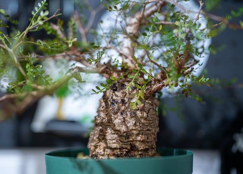 オペルクリカリア パキプス 沖縄で管理後1年 No.1 | mana's farm:塊根