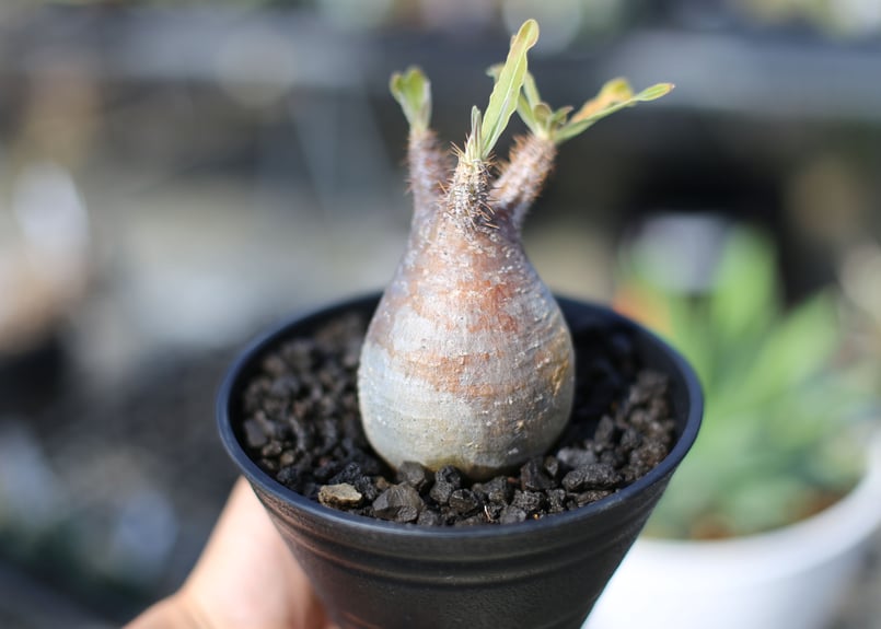 パキポディウム グラキリス | mana's farm:塊根植物・アガベ・ドライ