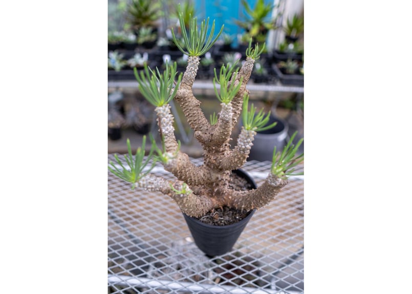 チレコドン ワリチー | mana's farm:塊根植物・アガベ・ドライガーデン