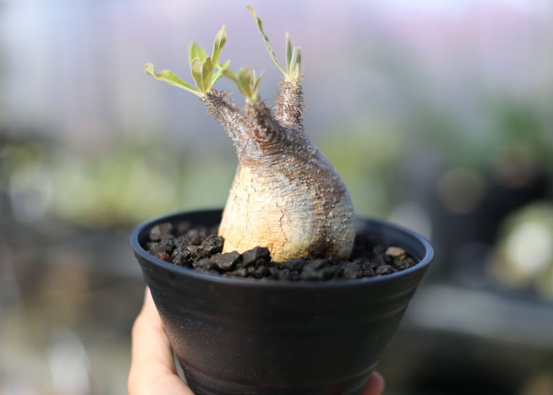 パキポディウム グラキリス | mana's farm:塊根植物・アガベ・ドライ