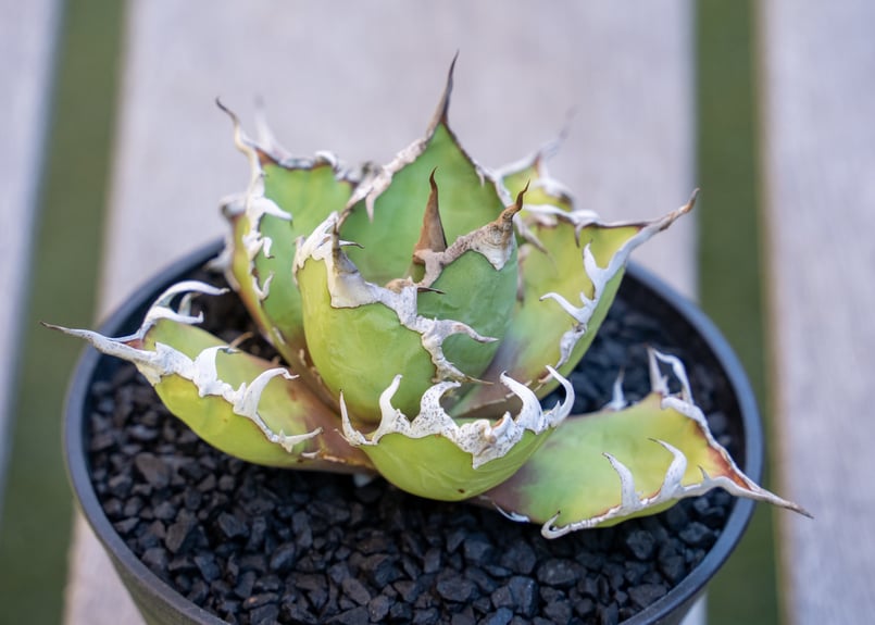 アガベ シーザー МⅭ03 | mana's farm:塊根植物・アガベ・ドライ