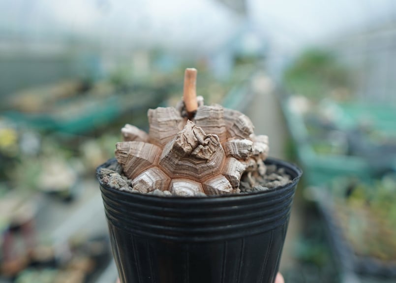 長谷川園芸産】亀甲竜 Dioscorea elephantipes No.7 | mana'