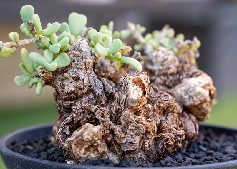 ケラリア ピグマエア | mana's farm:塊根植物・アガベ・ドライガーデン