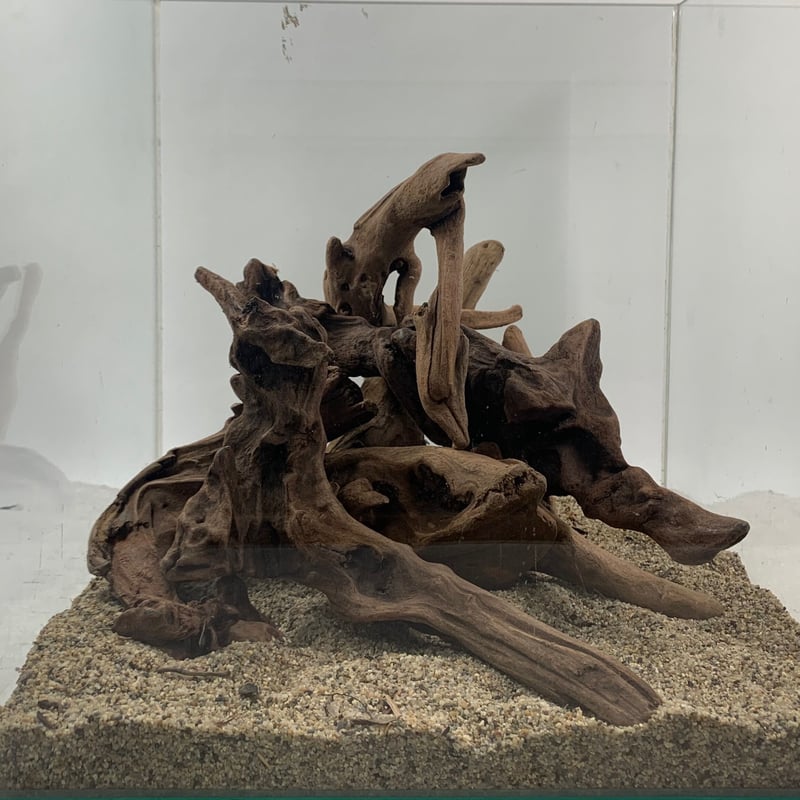 マングローブ系流木 Sサイズ15cm〜25cm おまかせ5本×3セット（合計15