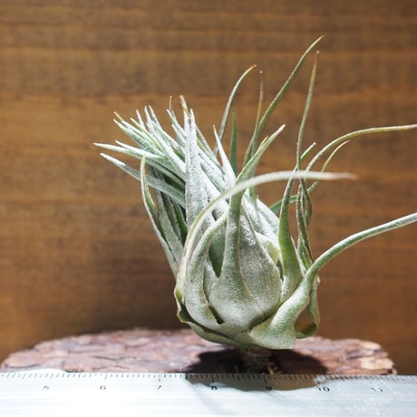 CATEGORY エアプランツ（チランジア）K～O | 常葉植物園 Tokiwa Botani