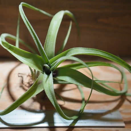 CATEGORY エアプランツ（チランジア） 交配種 | 常葉植物園 Tokiwa