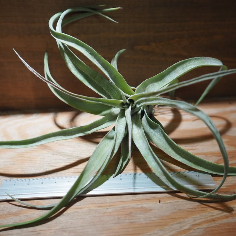 チランジア ／ ストレプトフィラ S (T.streptophylla) ＊A01/Jun22