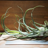 チランジア ／ エーレルシアナ L (T.ehlersiana) ☆CD01/Feb05 |