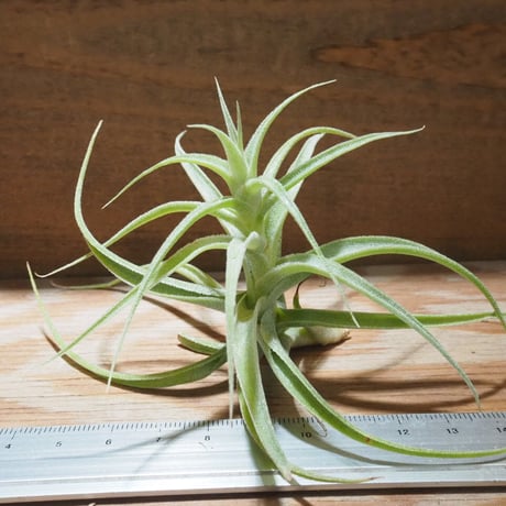 CATEGORY エアプランツ（チランジア） 普及種 | 常葉植物園 Tokiwa