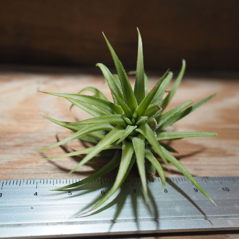 チランジア ／ イオナンタ アルボマージナータ (T.ionantha 'Albo-Margi