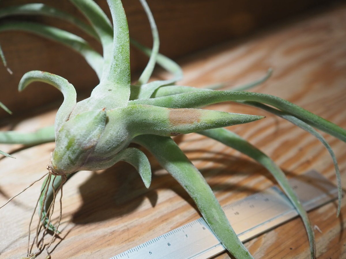 チランジア ／ ストレプトフィラ S (T.streptophylla) ＊A01/Jun22