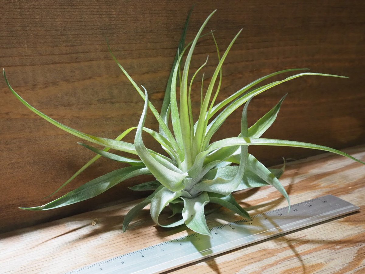 チランジア ／ ゲミニフローラ (T.geminiflora) ☆CD01/Feb05 | 常