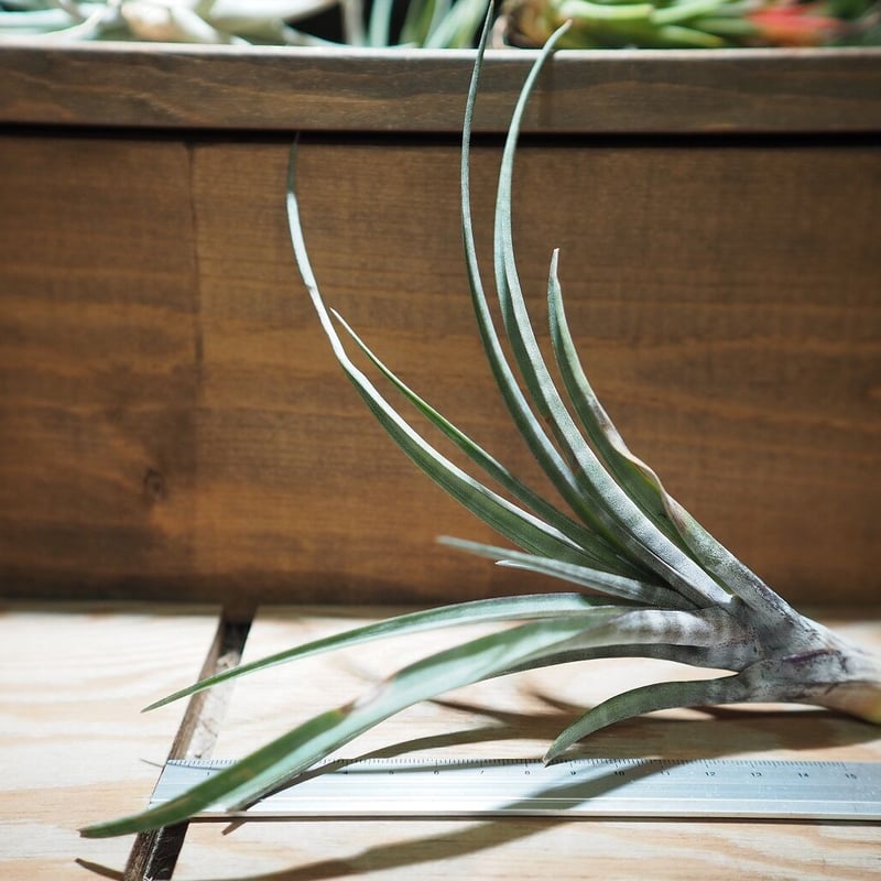 チランジア ／ ヒルダエ (T.hildae) ☆タイ農場 ＊A01/Jan10 | 常葉植物