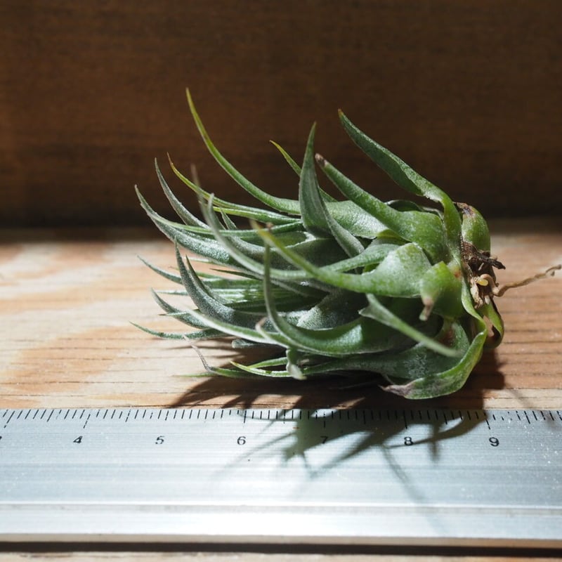 チランジア ／ カウツキー L (T.kautskyi) ☆GH01/Feb05 | 常葉植物