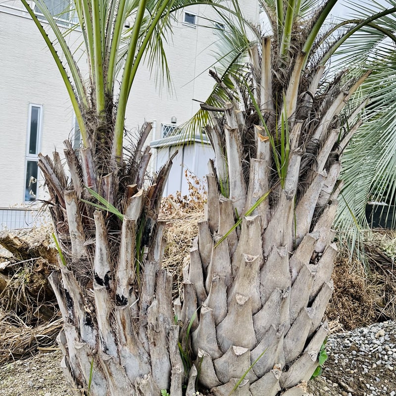 ココスヤシ（249）シルバーリーフ極太幹