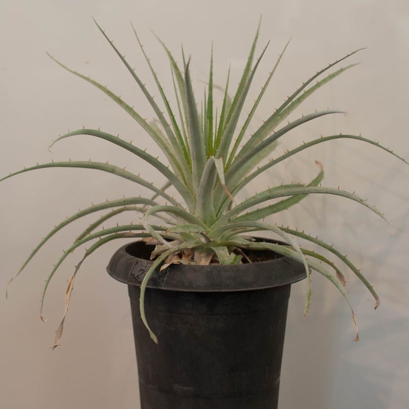 プヤ・セルーレア | AOKI KAEN