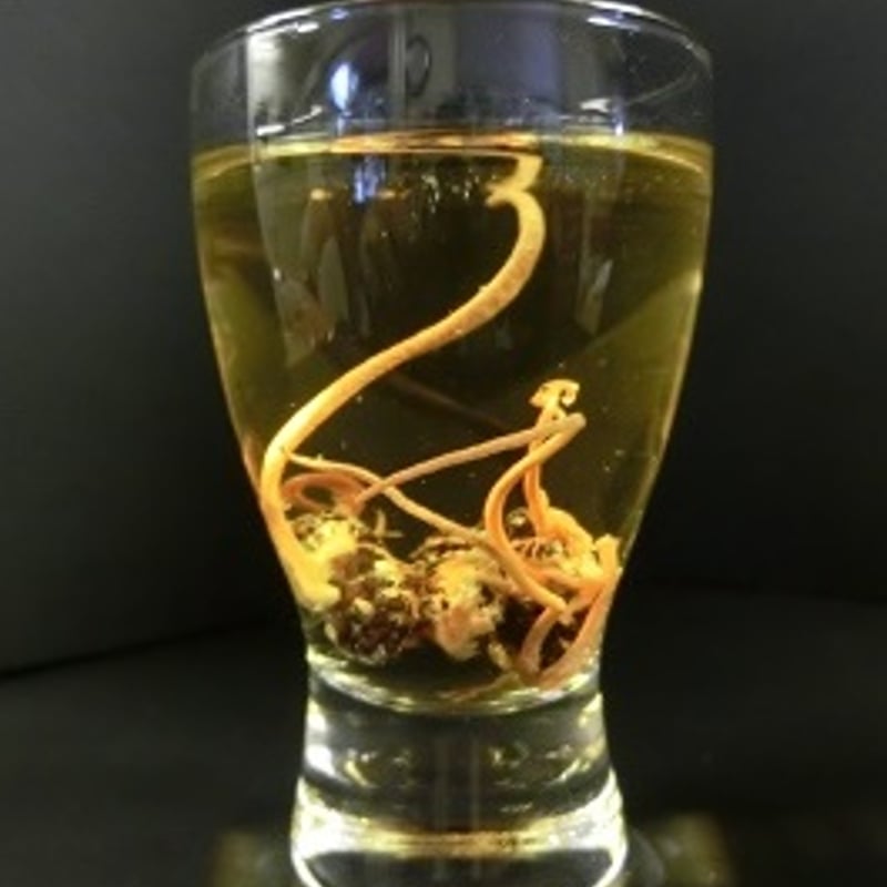 津和野式冬虫夏草：乾燥原体（5g） | 津和野式冬虫夏草オンラインストア