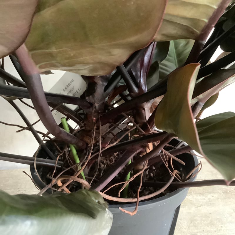Philodendron Black cardinal (フィロデンドロン ブラックカーディ