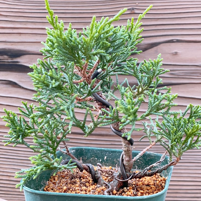 真柏の素材 | MATERIAL BONSAI