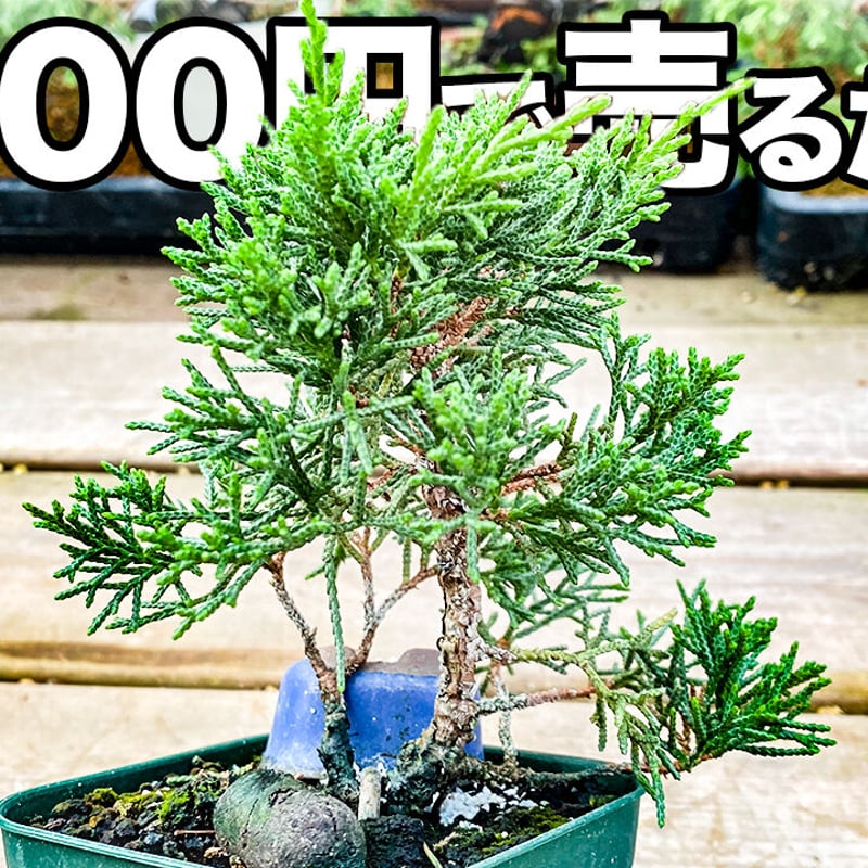 真柏の素材 | MATERIAL BONSAI