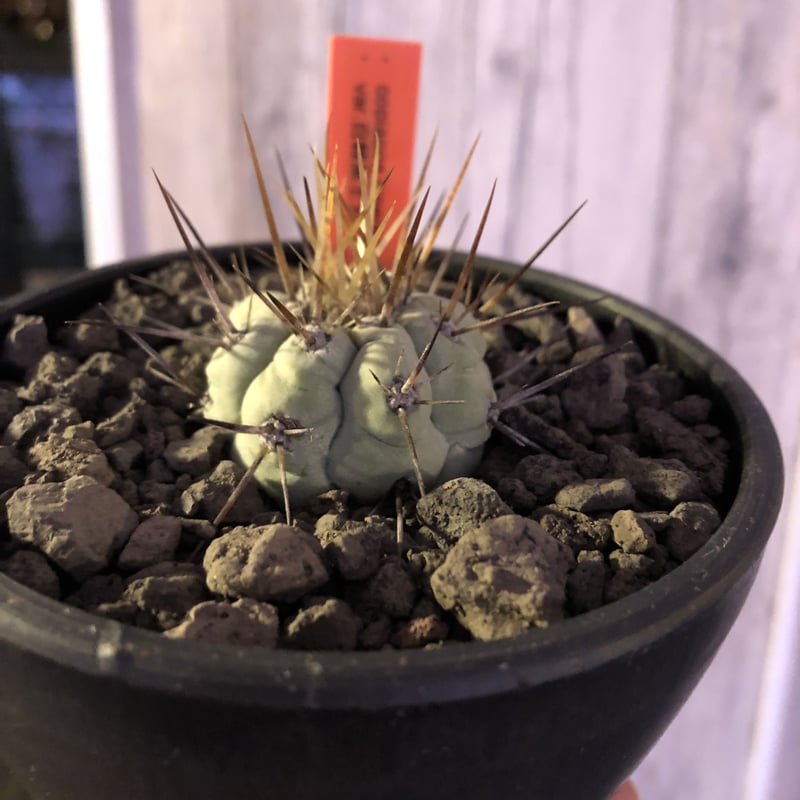 copiapoa cinerea 長棘黒王丸《S size》※現地球株カキ仔自根株‼︎※
