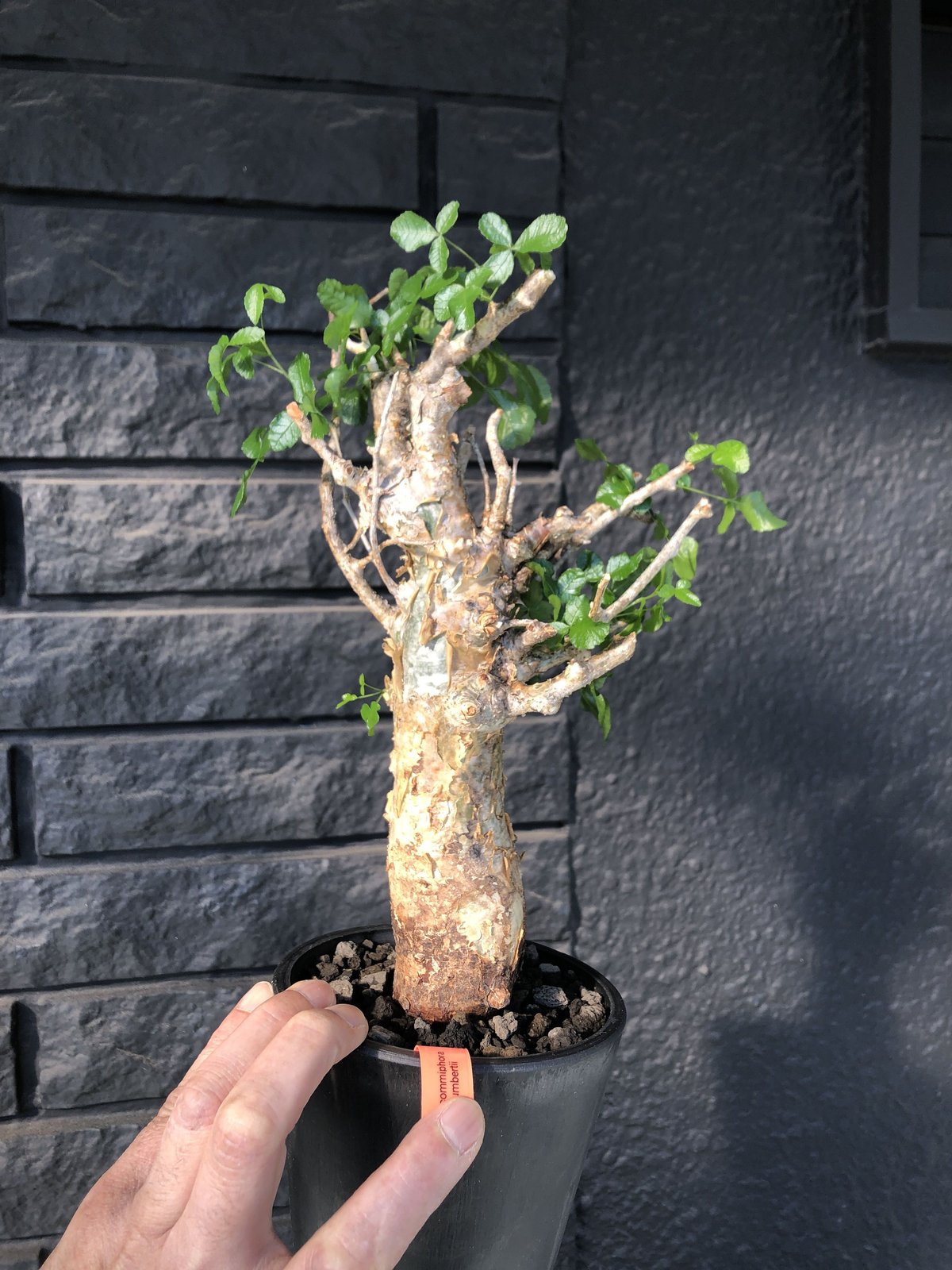 commiphora humbertii《 M size》※発根芽吹き済み株‼︎ ※wi