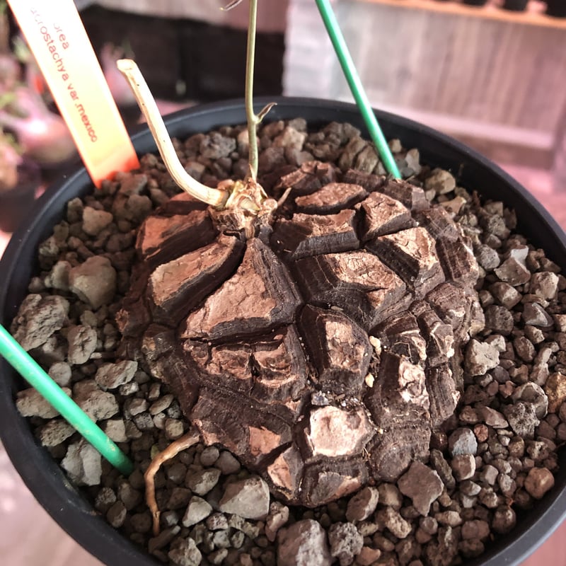 dioscorea macrostachya メキシコ亀甲竜《大きめM size》※現地球ら