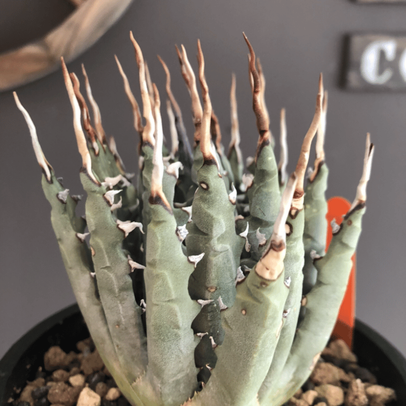 agave utaensis var.eborispina（var.陽炎type）※現地球