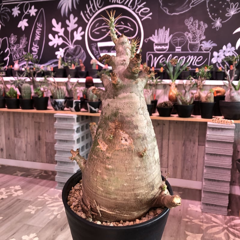 packypodium saundersii（L size）※現地球発根済み株‼︎ ※