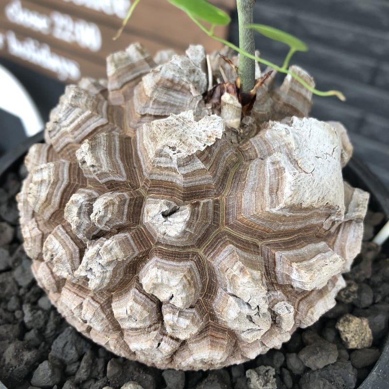 dioscorea elephantipes アフリカ亀甲竜《大きめL size》※今後輸入が