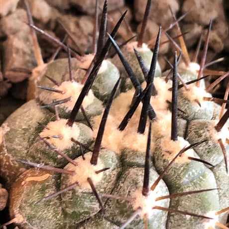 copiapoa黒王丸 | STORES