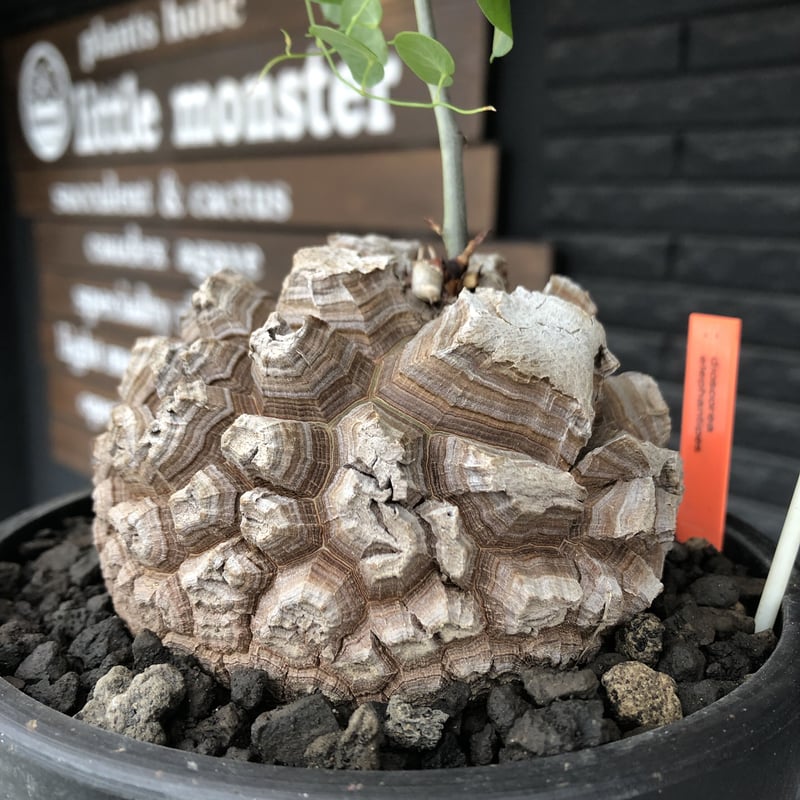 dioscorea elephantipes アフリカ亀甲竜《大きめL size》※今後輸入が