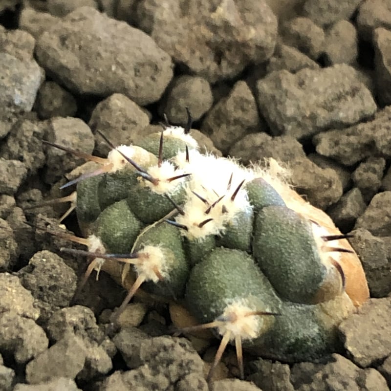 copiapoa cinerea 黒王丸《S size》※現地球株カキ仔自根株※現地球の