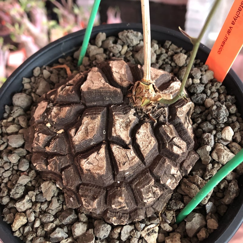 dioscorea macrostachya メキシコ亀甲竜《大きめM size》※現地球ら