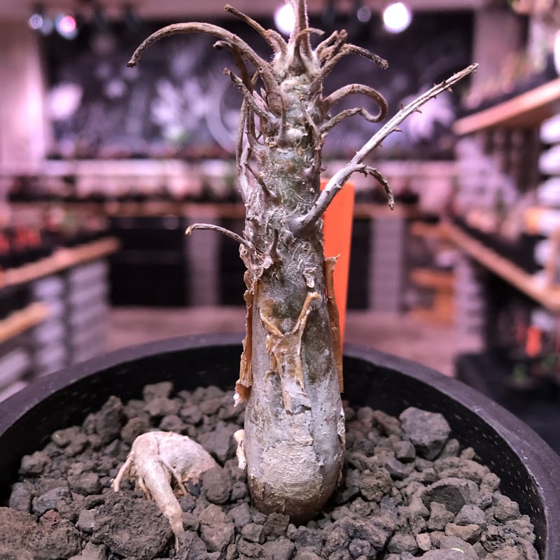 sesamothamnus rivae《大きめS size》※現地球発根済株※店主国内管理2年