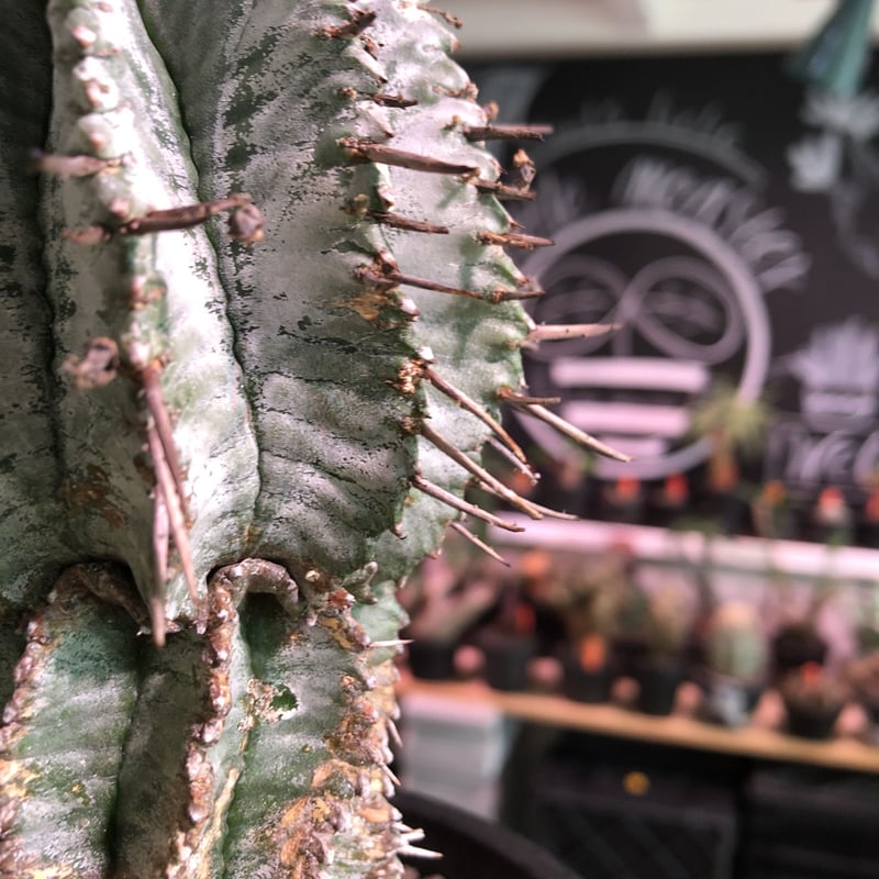 euphorbia horrida《極太M size》※現地球発根済株※大変木質化も進み